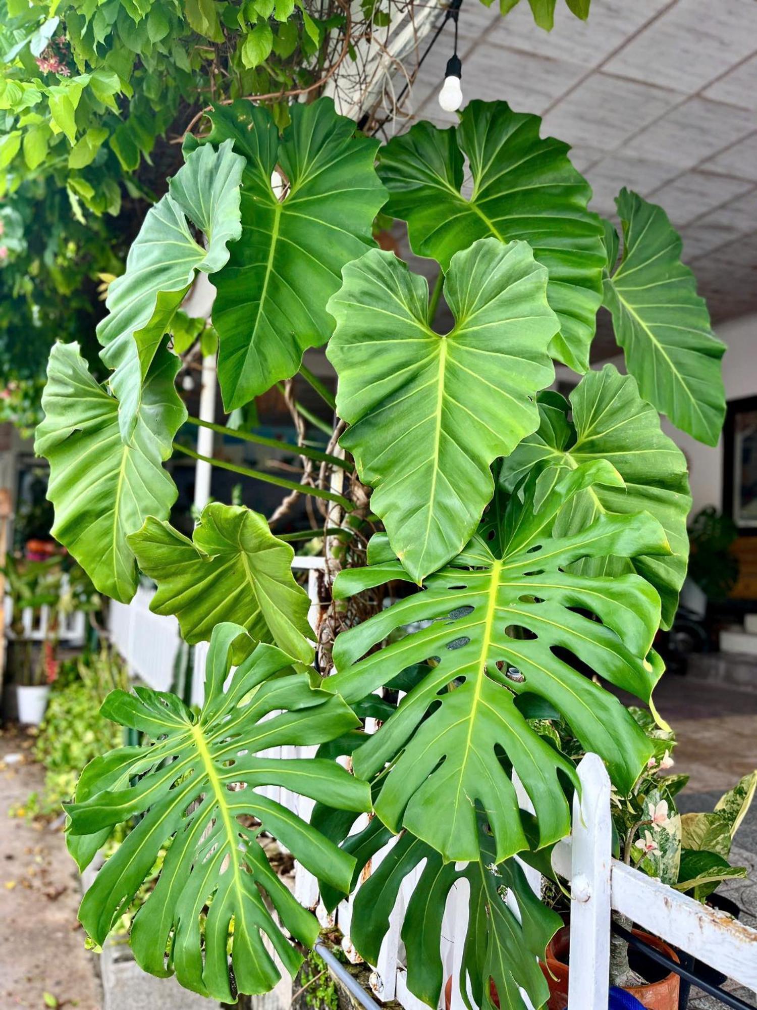 N'T Homestay Mũi Né Extérieur photo